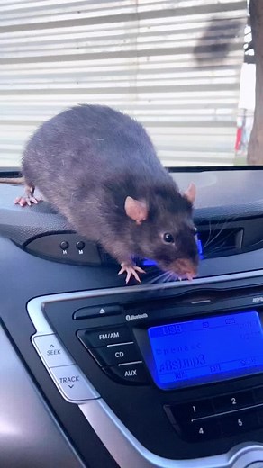 Exploring Life With a Pet Rat: Fun and Friendly Moments