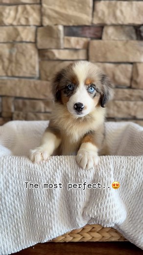 Meet the Mini Aussie! 🐾 This adorable, energetic, and intelligent breed is perfect for active families. With their playful nature and loyal companionship, Mini Aussies are sure to steal your heart. Whether it’s hiking, playing fetch, or snuggling at home, they make every moment special. ❤️ #MiniAussie #DogLover #ActivePets | Dream Tails Sarasota