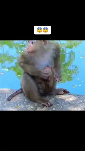 Adorable Baby Monkey Moments: Cute Monkey Videos