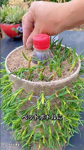 99% of People Don't Know This! How to Make a Flower-Filled Planter Out of 2 Plastic Bottles