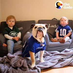 This bulldog was an only child but when his human brothers were born, he immediately knew how to take care of them 💗👶 | The Dodo