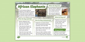KS1 African Elephant Fact File