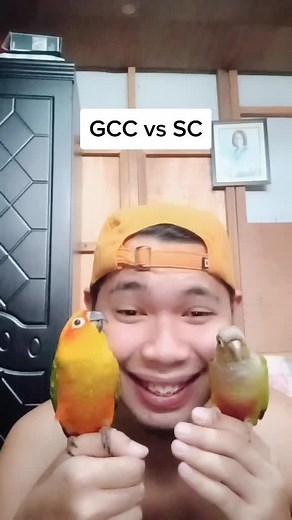 Green Cheek Conure vs Sun Conure: A Closer Look
