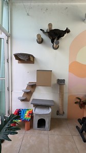 Circuito de juegos para gatos #gatos #muebles #michis | Plan B, Viajero