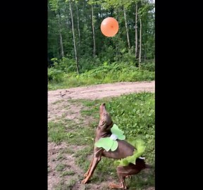 Fairy Dog Keeps Balloon Floating
