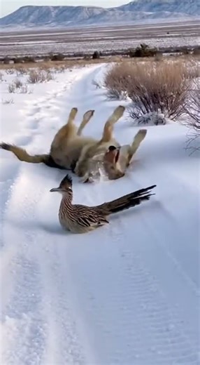 nRoadrunner's Look Back and Coyote's Fall Down