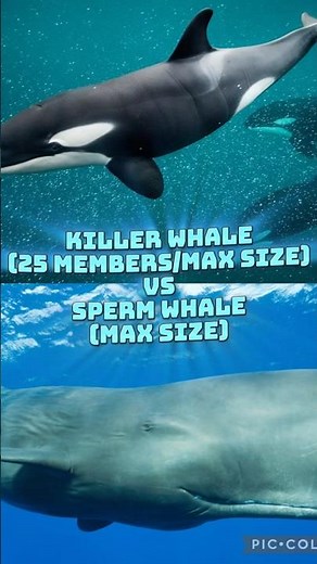 Killer whale vs sperm whale #marinebiology #marinemammal #1v1 #Edit #Whale