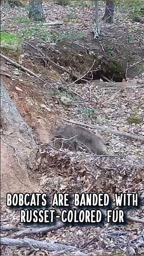 The Red Lynx 🐱 Animal Fact Files #facts #animals #wildlife