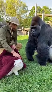 Magic Trick on gorilla shocked🤯🦍 #facebookreels #usa #viralreel #usareels #gorilla #lifting #zoo #wildlife #squatsworkout #magician #weightlifting #silverback #silverbackgorilla | Gorilla Reactions Only