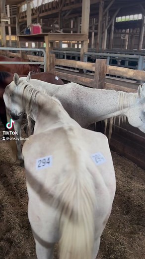 Arabian horse rescue by Colby’s Crew Rescue. Two beautiful white mares are saved by Ally from the slaughter holding facility and a long trip to Mexico to be exported for slaughter. | Colby’s Crew Rescue