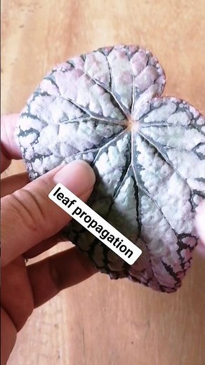 leaf propagation ✂️ #begonia #plantcare #propagation #houseplants