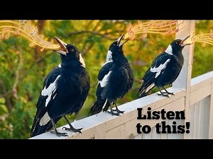 You Won’t Believe This MAGPIE Call — The Secret 3‑Bird Trick!