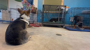 Morning Routine for Lily, Belle, Ruthie, Duke and Sadie | Lead Off Leash K9 Training