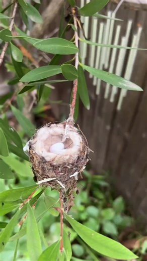 It’s Hummingbird Nesting Season in Southern California! Every year, birds are casualties of tree trimming, and there are sad episodes of live nestlings having been found in dumpsters after foliage has been pruned. And relocating nests is not a good option. Since birds did not evolve in a situation where nests are relocated, they are unable to recognize a nest as theirs if it is moved. . So, when is the best time to trim trees? When birds aren’t breeding and nesting. Nesting seasons vary by speci