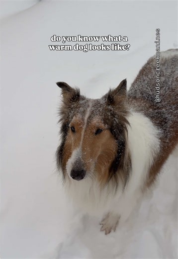 Understanding Dog Cold Weather Adaptation