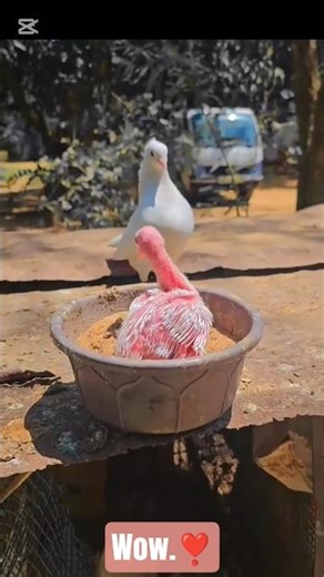 muski pigeon in tamil #muski #pigeonfancy #intamil #shortsfeed