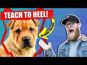 How To Get Your SHAR PEI To WALK TO HEEL