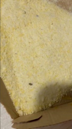 Does It Work-Victor Rodent Repellent Review - Ultrasonic Mouse Repellent Ultra Sonic #pestcontrol