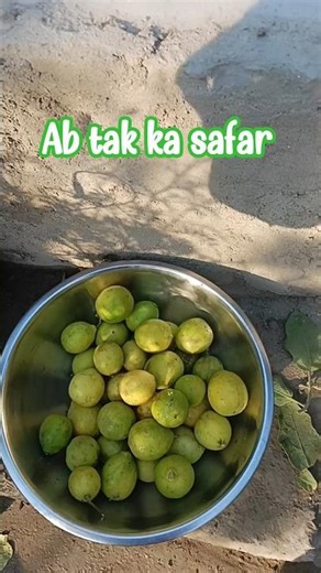 lemon harvesting video | winter season harvesting #terrace garden #shorts #harvesting #gardening