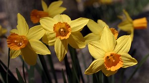How to choose, plant spring bulbs