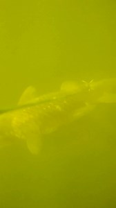 Catfish attack 🎣 #catfish #fishing #underwater #fish #underwaterworld #fishingvideo #underwatercamera #giantfish #rivermonster #livebait | Underwater World