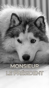 9.7K views · 2.6K reactions |  Face au loup, la France recule. Par...