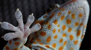 Gecko toes inspire reusable adhesive that sticks to almost any surface