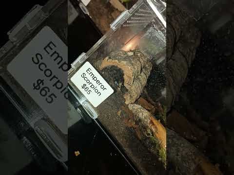 My new emperor scorpion(feeding video)