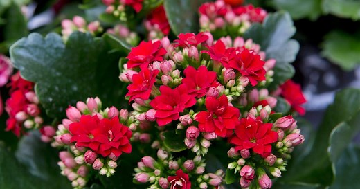 How to grow kalanchoe