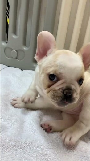 Puppies, daily growing life. Play, eat, sleep...repeat #frenchbulldog #puppy #vlog