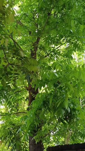 Maya Bird Chirping Sounds for Relaxation