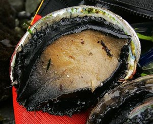 California cuts abalone catch, eliminates 2 diving months