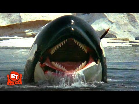 Orca (1977) - Richard Harris vs. Killer Whale Scene | Movieclips