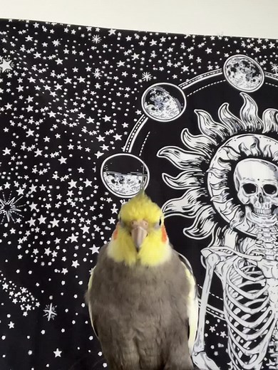 One of the best Big Wings! videos I’ve ever gotten of Mr. Groot 🥰 he is a majestic little eagle #foryou #grootthetiel #talkingparrot #cockatiel #petvideos #cutepets #bigwings #parrot