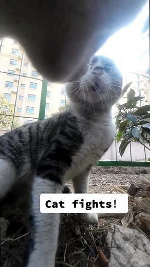 Watching cats fight from the perspective of cats #catfighting #catfights #catlikehuman #catzoomies #catlover