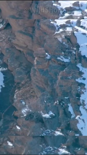 Snow leopard falls 200 FEET clutching its prey! #hunting #snowleopards | KAV