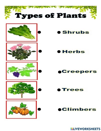 Types of Plants online pdf exercise
