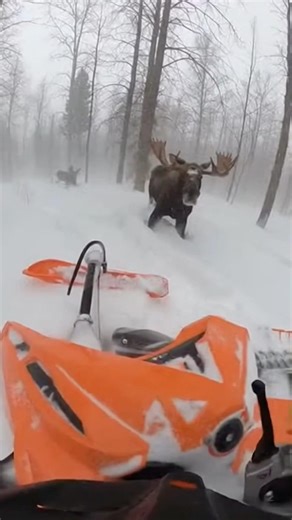 Moose Slams Into Snowmobile in Whiteout 😳🫎