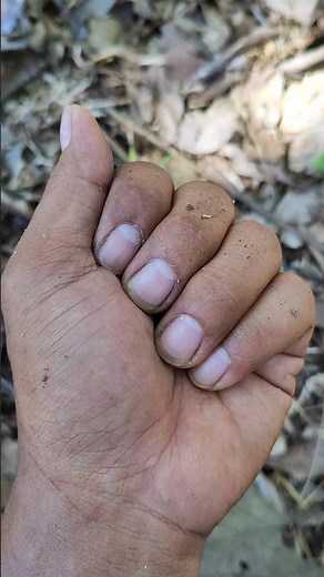 WHITE COCKROACH #animal #anyuniqueanimals #phonk #insects