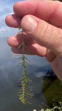 Hydrilla doesn’t do what you think it does to a fish population
