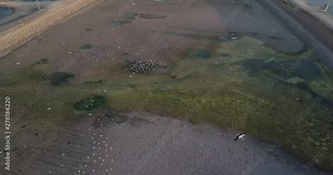 White storks flying Close to the camera aerial view White storks migration over Beit Shean Valley and fish ponds, Drone shot, Israel
