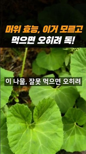 3 Benefits of Butterbur and Side Effects ⚠️ Liver Risk if Eaten Without Knowing #ButterburNamul #...