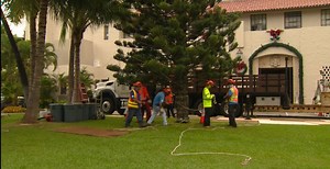 Here come the holidays: The tree is up at Honolulu Hale and the festivities aren’t far behind