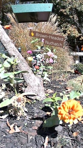 Nuthatch - Upside-Down Birds; Brown-Headed Nuthatch