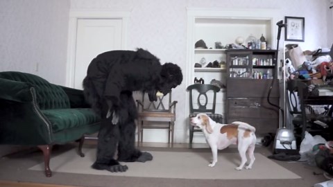 Dog Pranked by a Dancing Gorilla Visitor