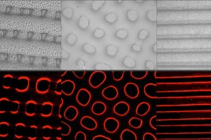 How to hide like an octopus