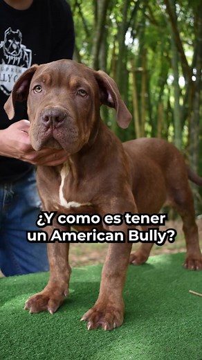 Hijo de Emperador 🔥 3 meses recién cumplidos en el vídeo 🤯🤯🤯 Sin duda tiene mucha energía 😂🤣 #americanbullyxl #puppy #muscle | 777supremebullycamp