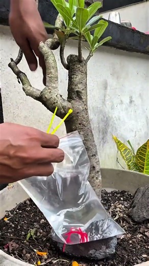 Drip Irrigation? No, just a plastic bag filled with water that has holes in it #agriculture #howt...