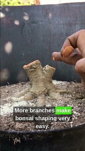 how to make bonsai Temple tree