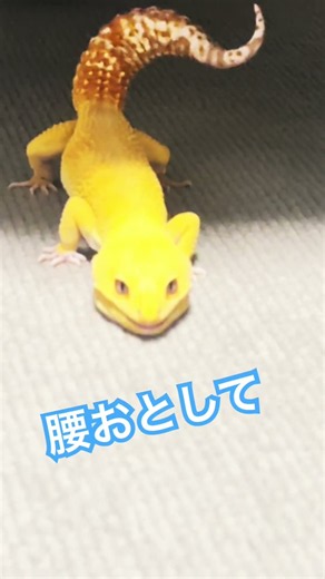 エアロレオパ#爬虫類#ヒョウモントカゲモドキ#レオパ#レオパードゲッコー #leopardgecko#gecko
